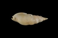 藏品(峨螺)的圖片